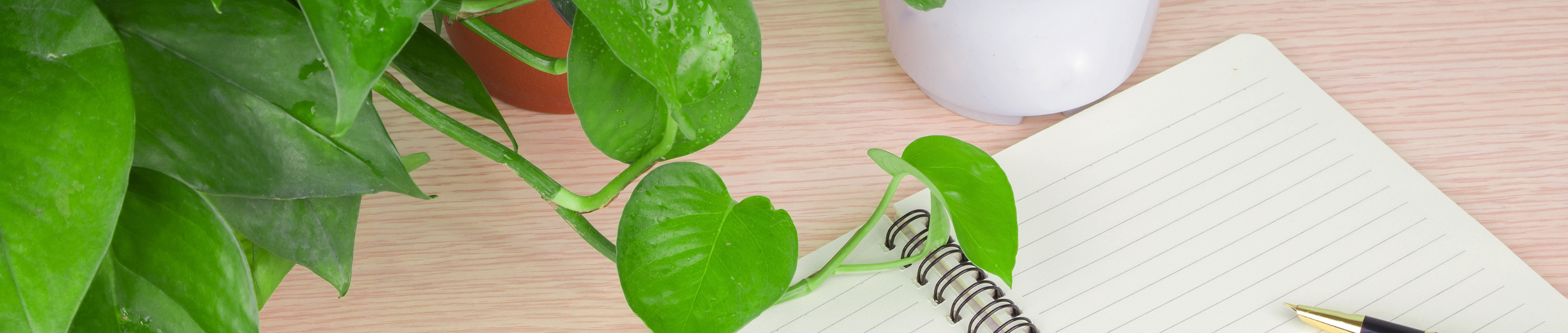 ブログ・お知らせ